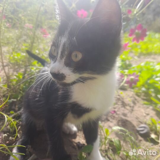 Котенок девочка