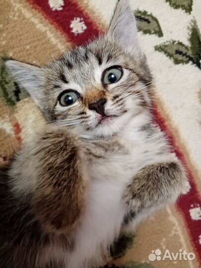 Отдаём малышку в добрые руки