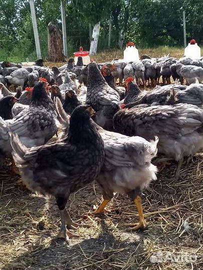 Куры Чешский Доминант