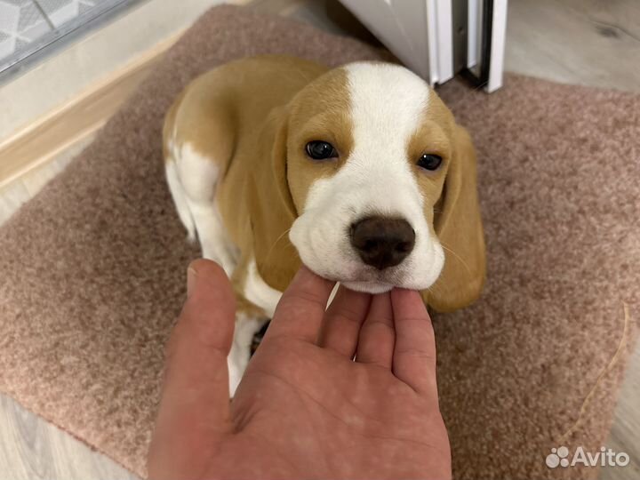 Щенок бигль