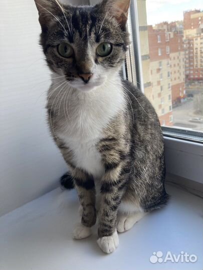 Кошечка в добрые руки