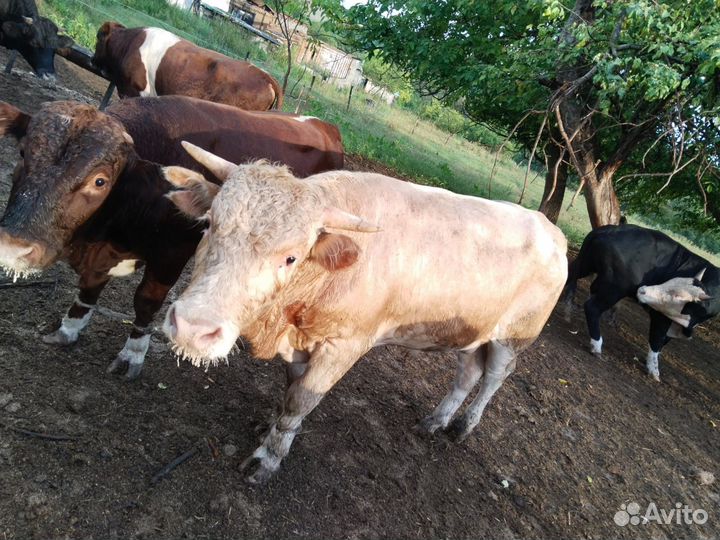 Бычки и быки