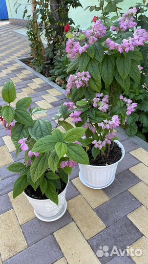 Клеродендрум