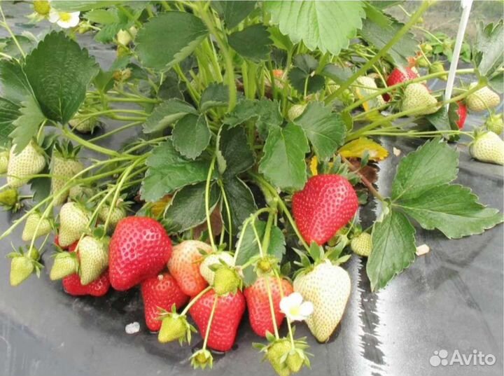 Усы клубники Априка, Полка