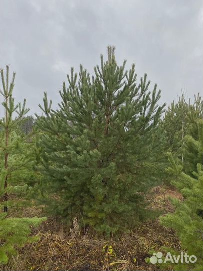 Сосна, ель, береза саженцы оптом