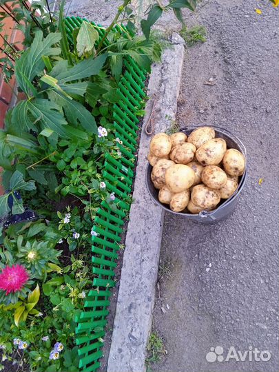 Продам картофель едовой