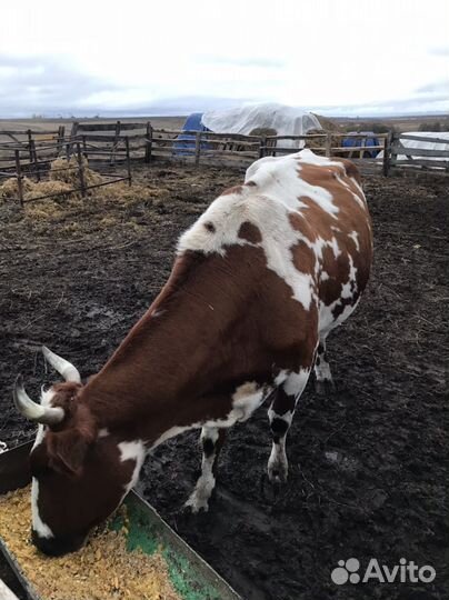 Коровы дойные молочные