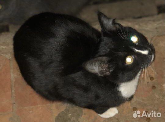 Красавец Мурзик в добрые руки