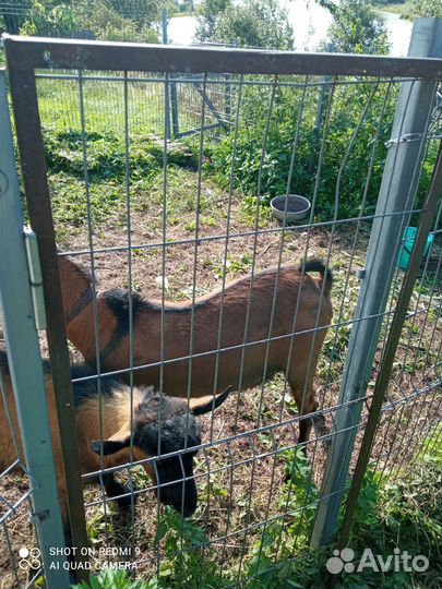 Козочка чехо- альпийская