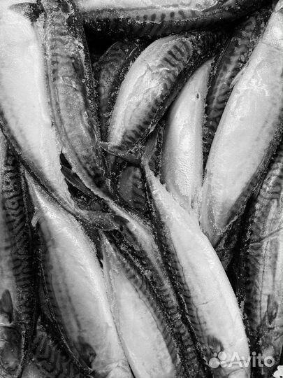 Рыба с/м в ассортименте. Скумбрия (Фареры)