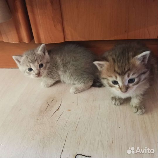 Котята бесплатно
