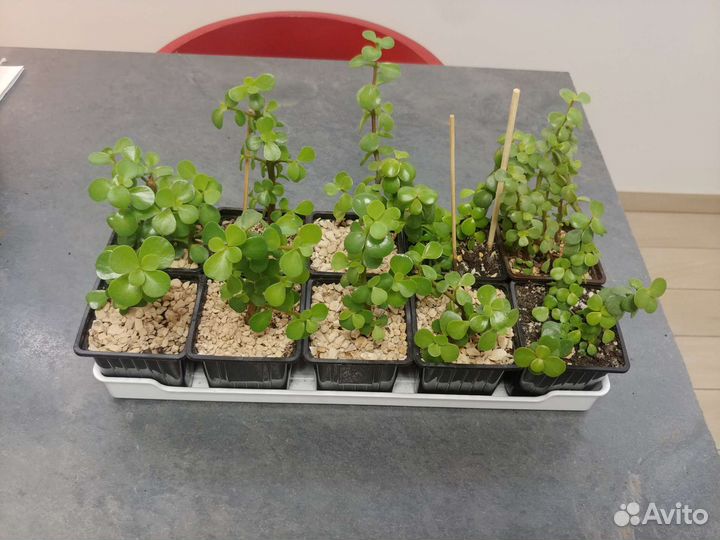 Портулакария Афра