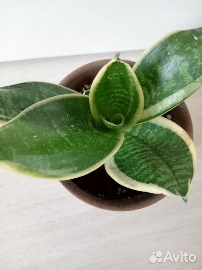 Сансевиерия ханни голд