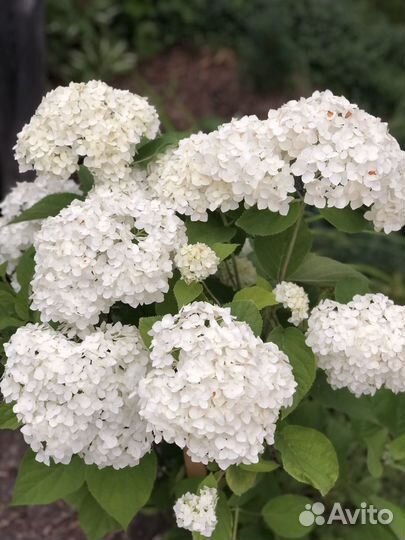 Гортензия