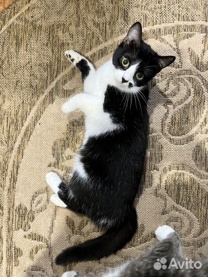 Кошка бесплатно