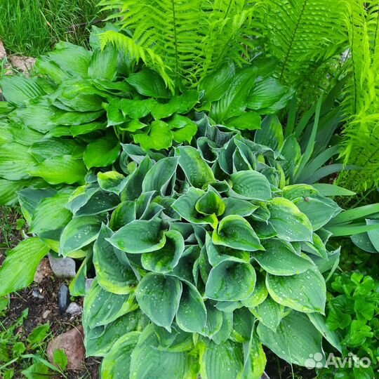 Многолетние цветы и рассада