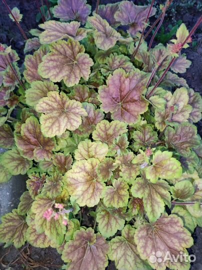 Гейхеры, бруннера, бадан