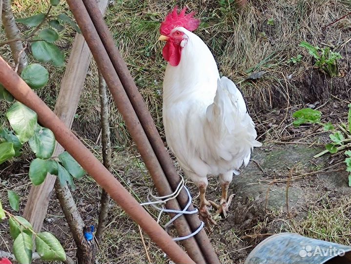 Молодые петухи