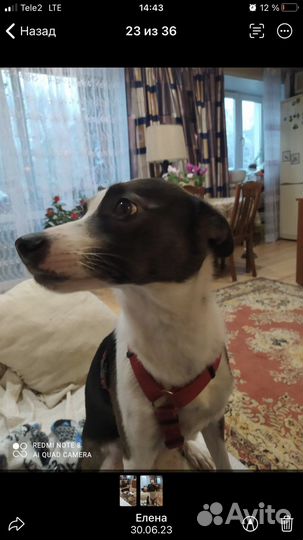 Собака в добрые руки