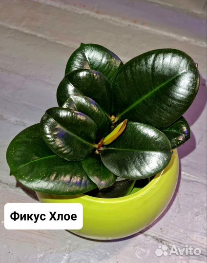 Фикус каучуконосный,бенджамина