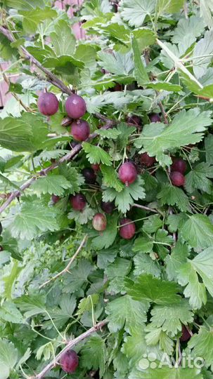 Крыжовник, черная смородина, саженцы