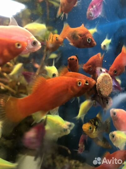 Аквариумная рыба