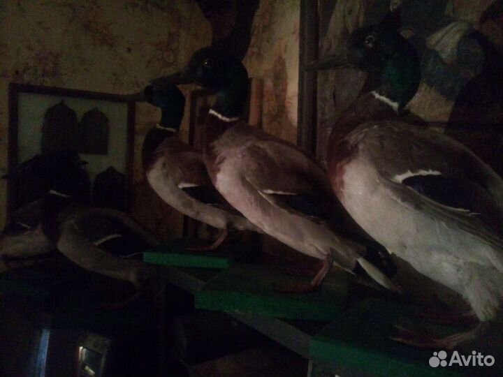 Чючела селезней