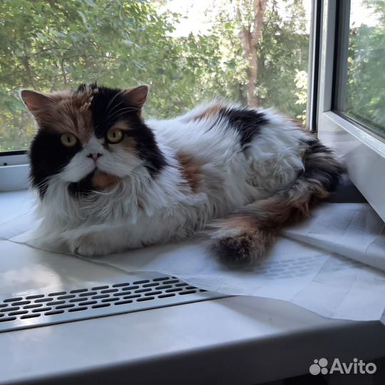 Кошки породистые бесплатно