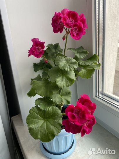Пеларгония герань