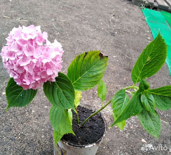 Гортензия крупнолистная саженцы