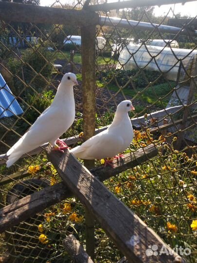 Голуби