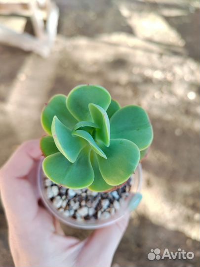 Суккуленты Эхеверии