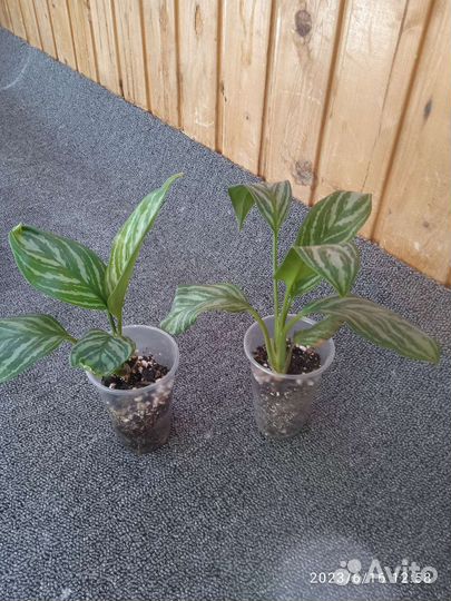 Аглаонема страйпс