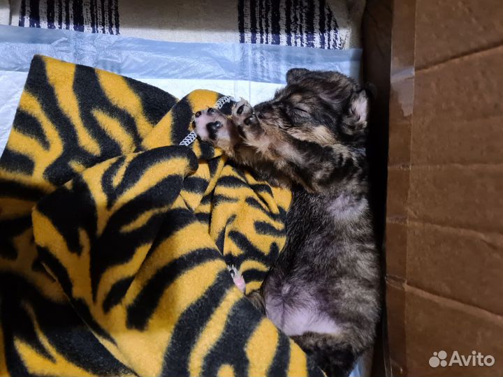 Девочка в добрые руки