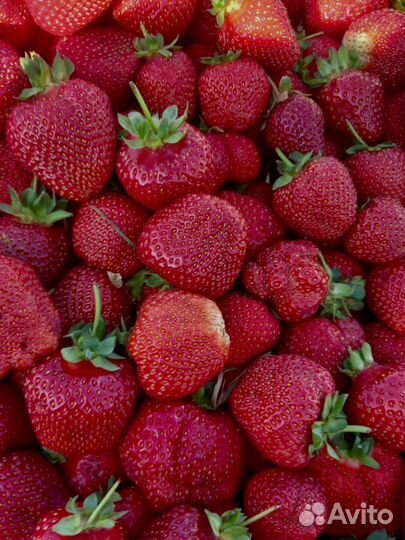 Свежая клубника 5кг