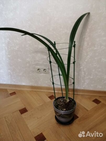 Гиппеаструм амариллис Dancing Queen