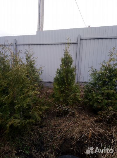 Туи смарагд