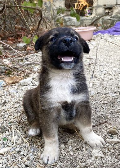 Щенок в добрые руки