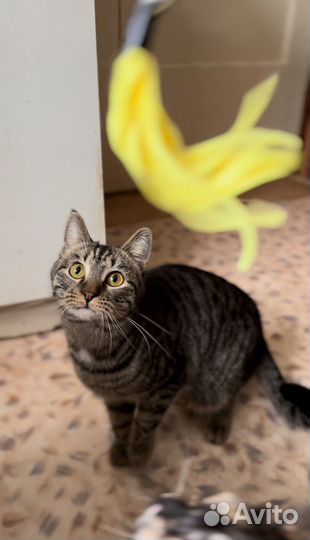 Кот мальчик (Приют Пушистики)