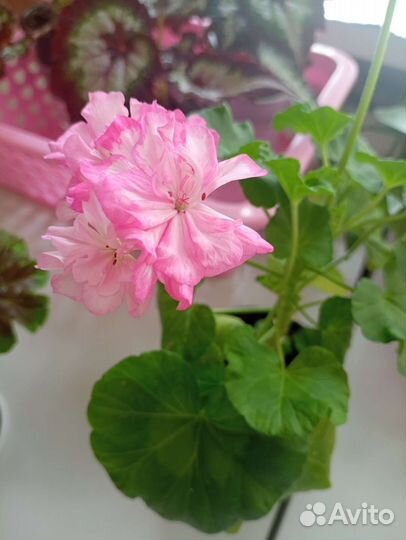 Пеларгония герань