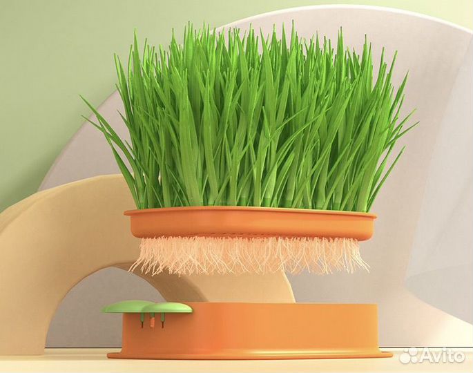 Лоток для выращивания кошачьей травы