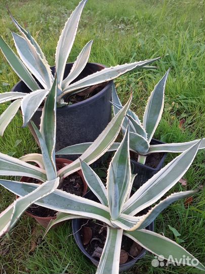 Агава Американская Вариегата