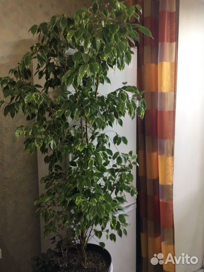 Фикус бенджамина большой
