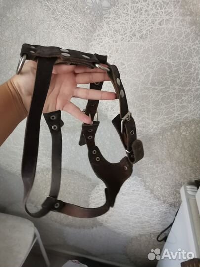 Амуниция для собак