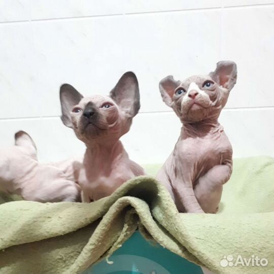 Канадский сфинкс