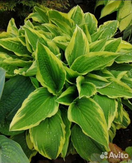 Хосты в ассортименте