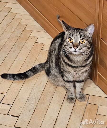 Кошка полосатик табби