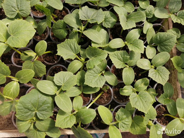 Рассада огурцов