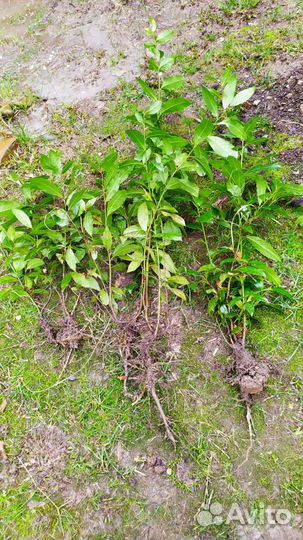 Лавр.Чищу участок.Саженцы в остатке