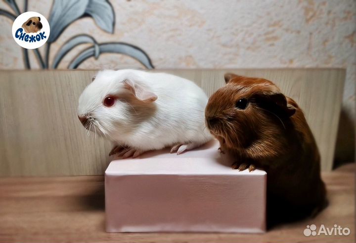 Морские свинки